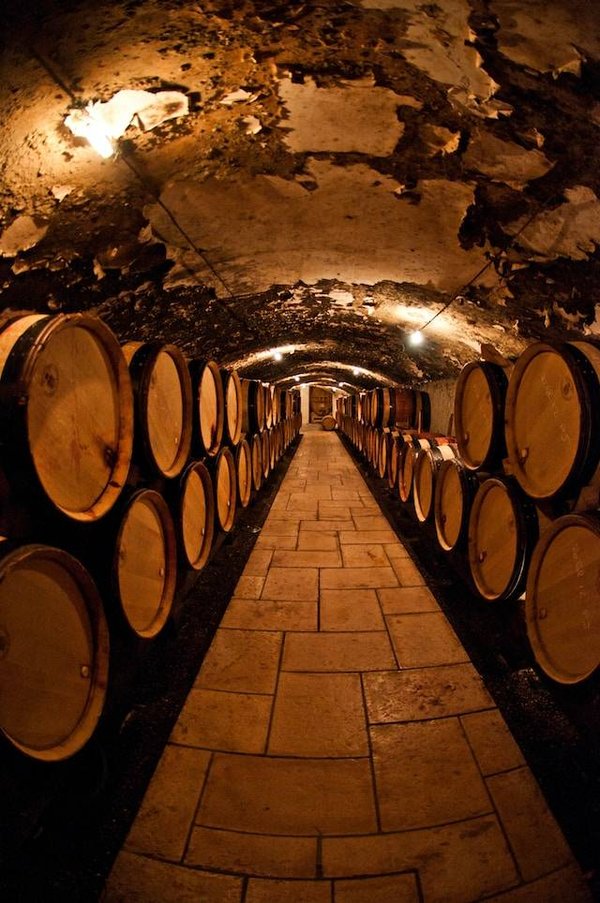 Quels sont les contenus d'une formation vinicole ?