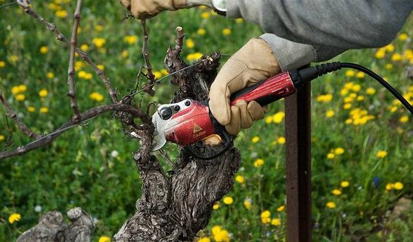 Quels sont les salaires et les perspectives d'évolution en viticulture ?