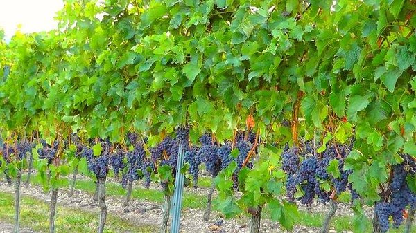 Les innovations et les tendances en viticulture : de nouveaux horizons s'ouvrent