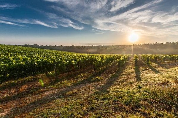 Comment s'informer et se documenter sur la viticulture ?