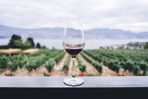 Les pays producteurs de grands vins : une histoire passionnante