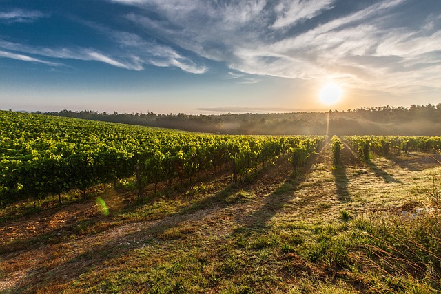 Comment s’informer et se documenter sur la viticulture ?